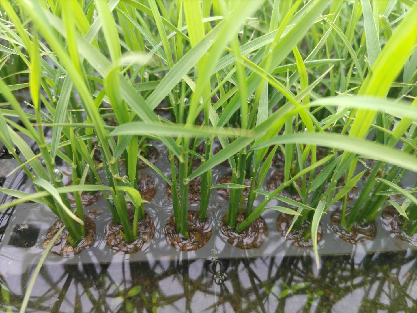 ベストセラー!北限のコシヒカリ【特栽米/農薬5割減】25年産