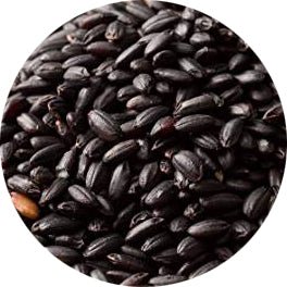 食べるサプリメント!立山連峰の黒米朝紫 【特別栽培米】25年産 300g